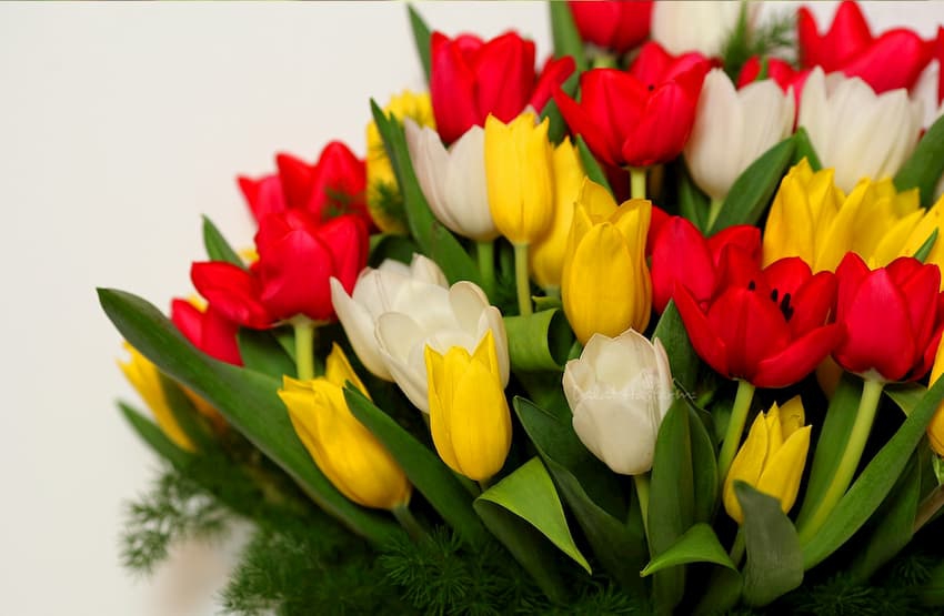 Hoa tulip co nghia la loi bay to tinh yeu.