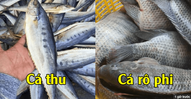 6 loại cá ngậm thủy ngân nên ăn ít