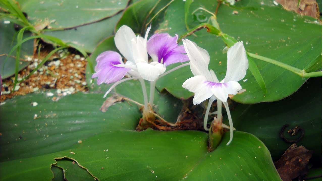 dia-lien-thuoc-chua-dau-xuong-khop