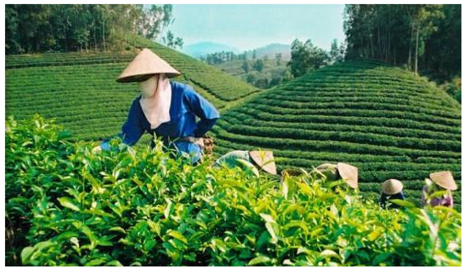 Những món ngon đặc sản của Thái Nguyên mà bạn không nên bỏ qua.