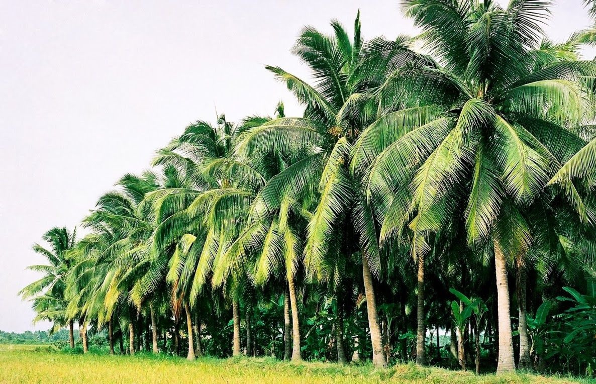 Từ Sài Gòn đi Bến Tre bao nhiêu km?