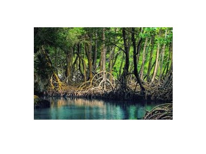 Khu đa dạng sinh học Lâm ngư trường 184 – Rừng đước Năm Căn