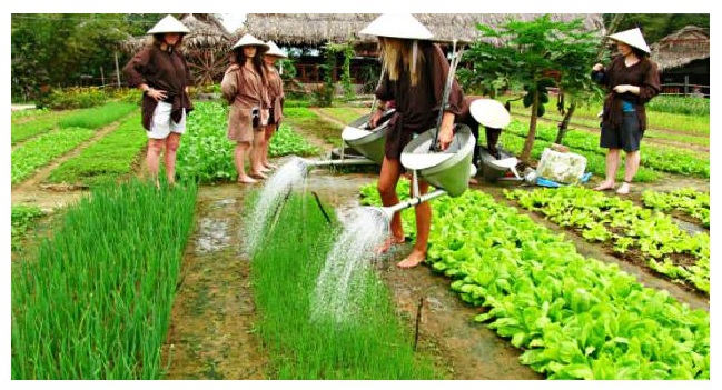 làng rau Trà Quế