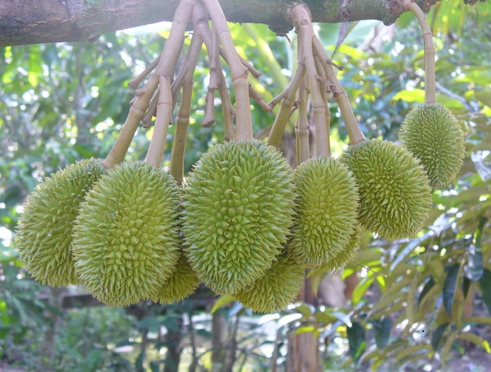 Miệt vườn Cái Bè 2