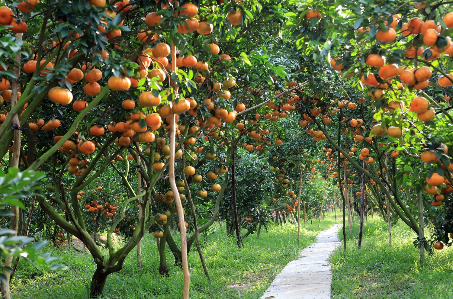 Miệt vườn Cái Bè