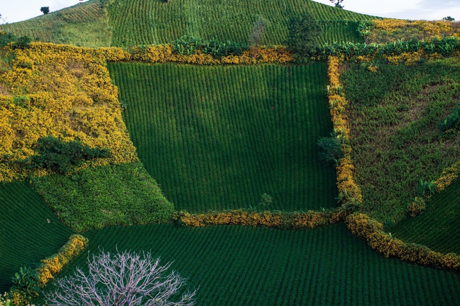 Núi lửa Chư Đăng Ya