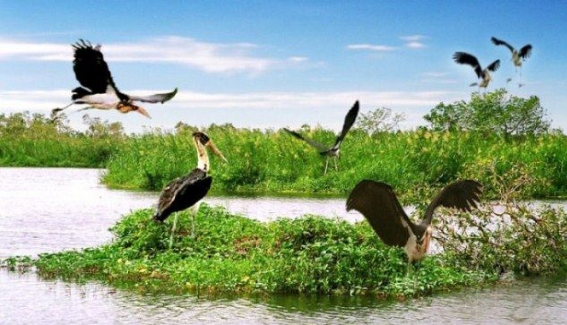 Rừng ngập mặn Cà Mau