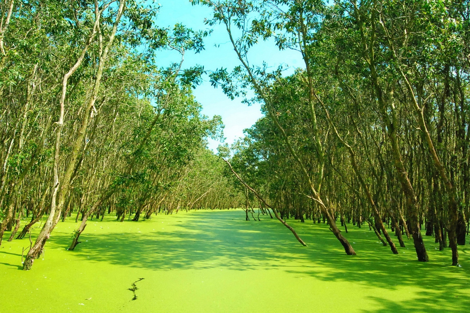 Rừng Tràm Trà Sư