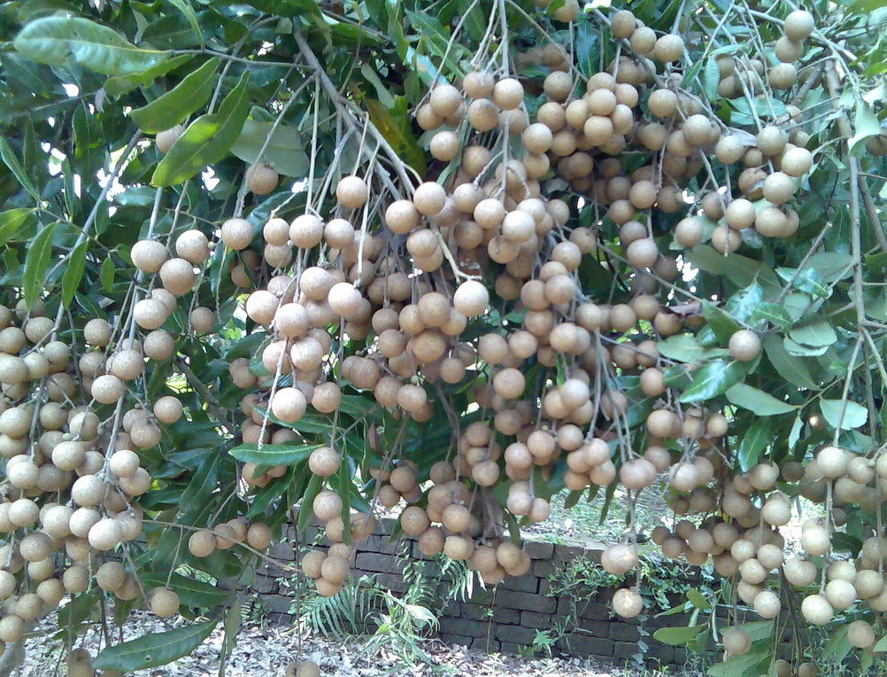 Vườn nhãn cổ Bạc Liêu