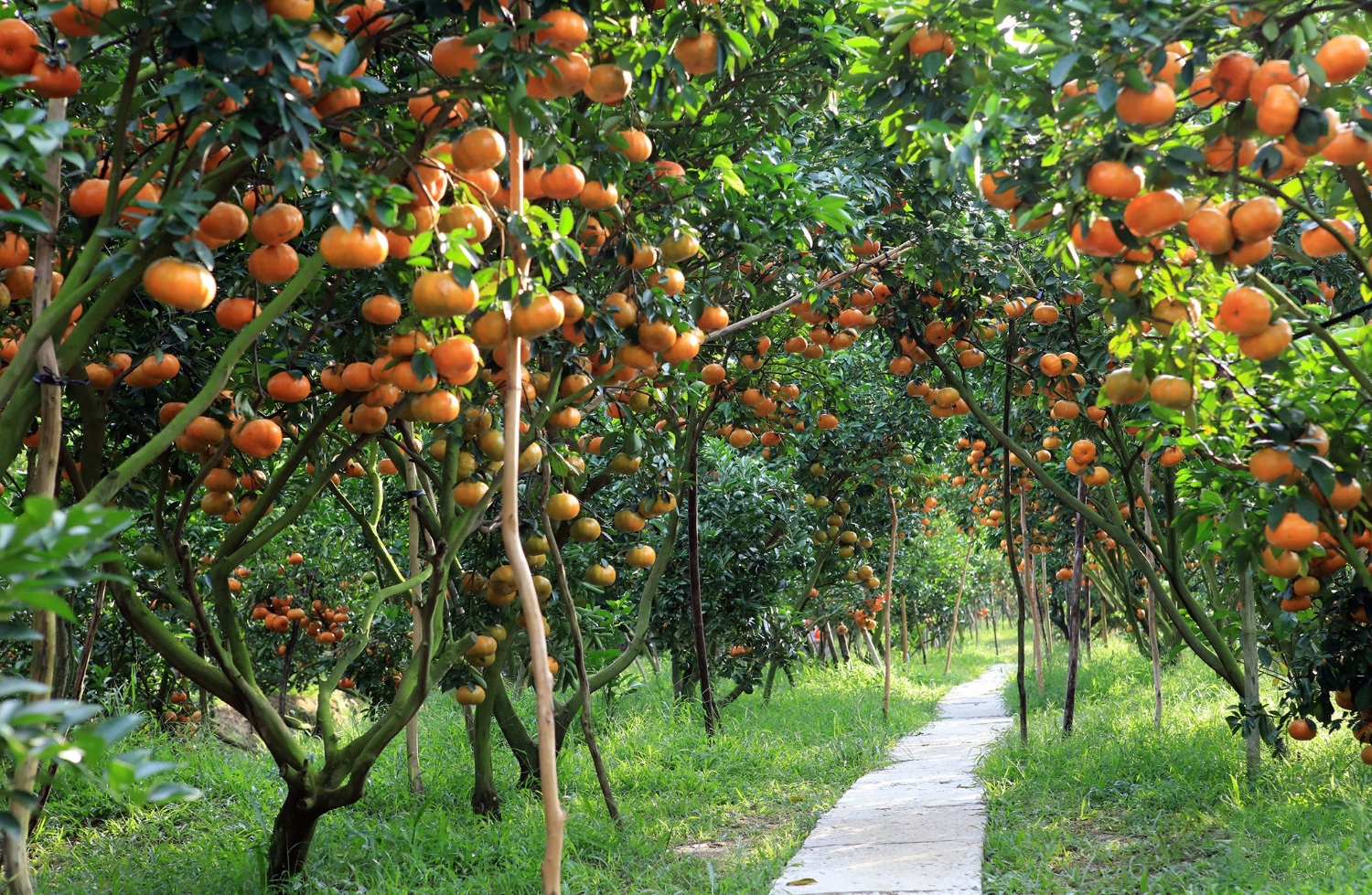 Vườn trái cây Cái Mơn