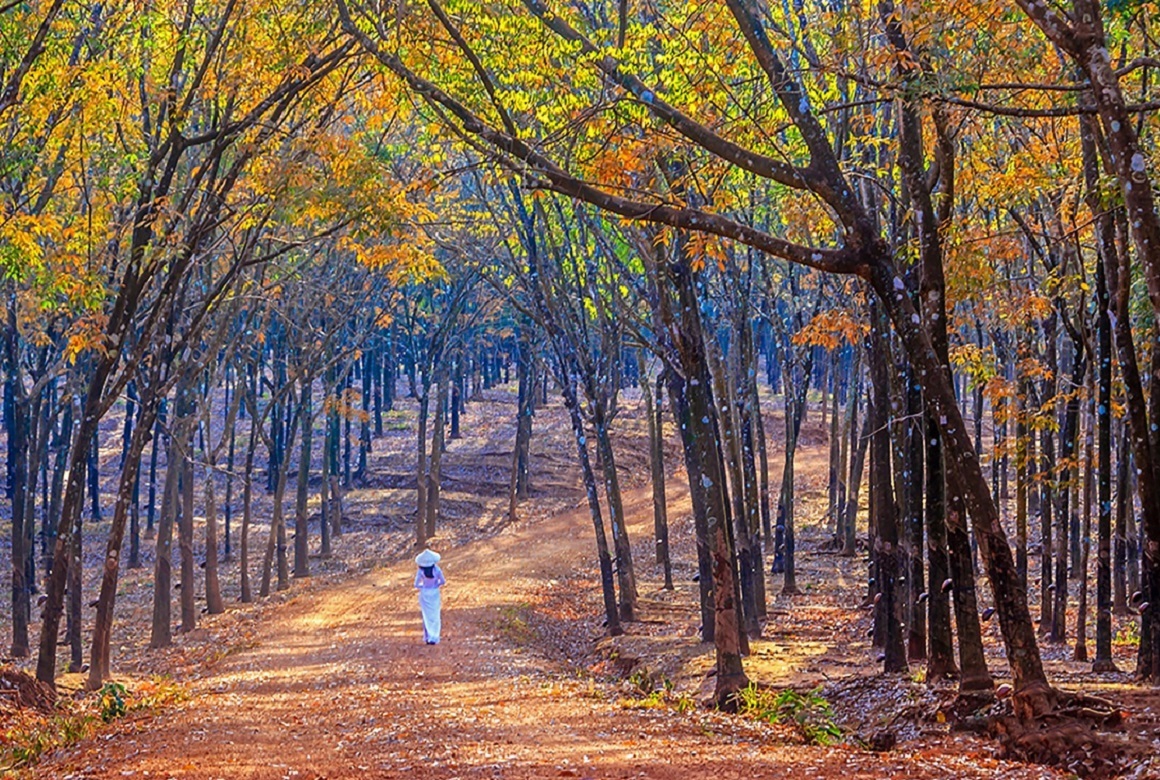 Rừng cao su Bù Đăng