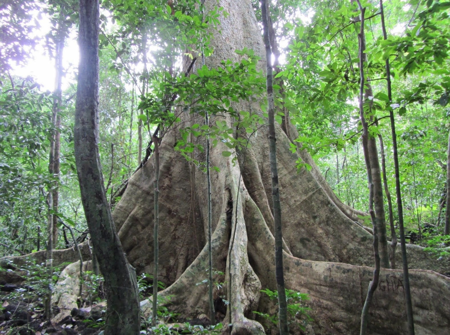 Vườn Quốc gia Nam Cát Tiên