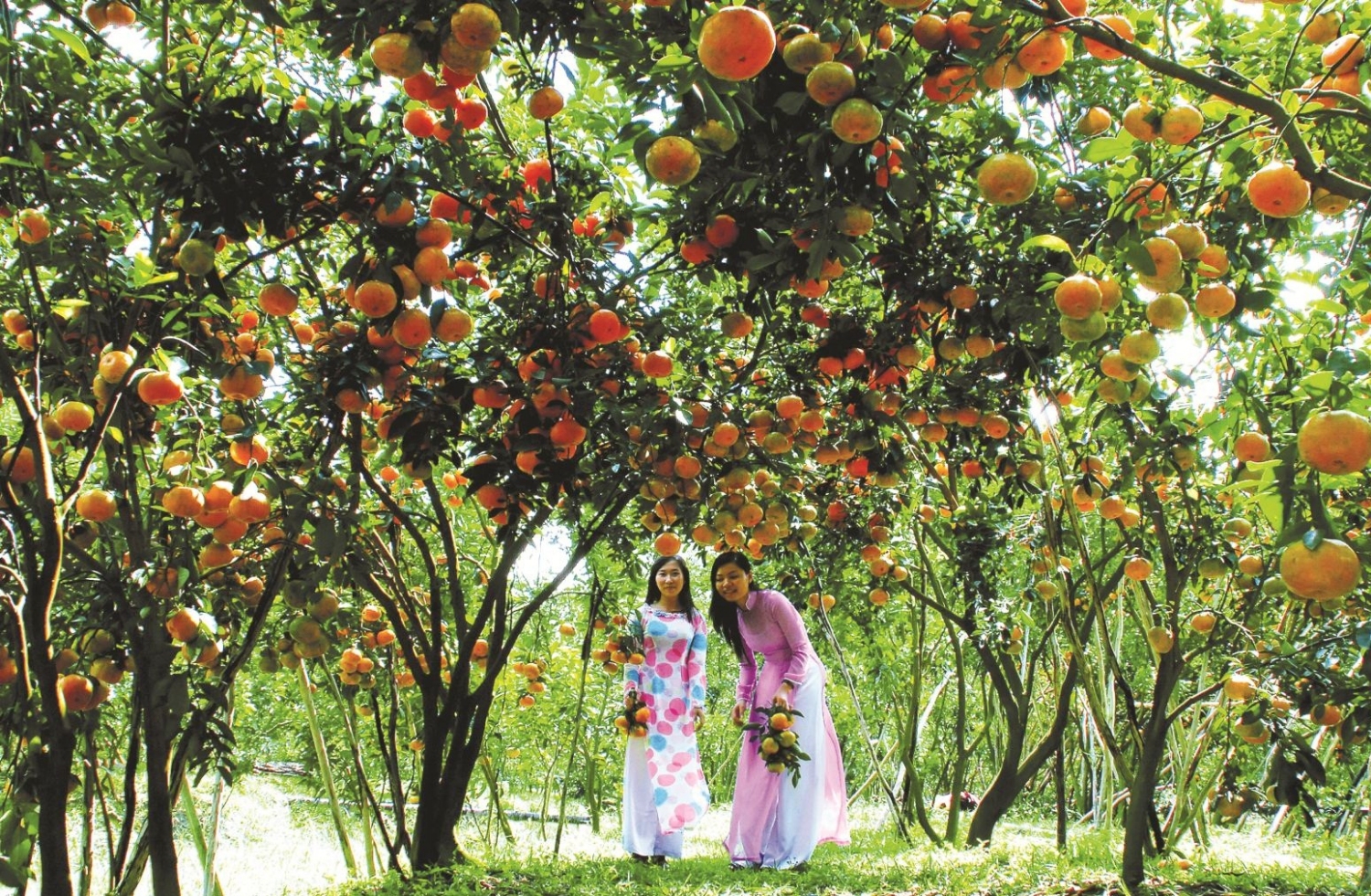 Vườn trái cây Long Khánh